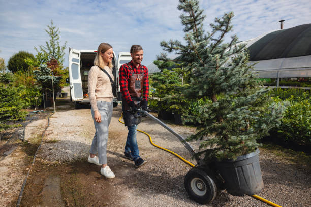 How Our Tree Care Process Works  in  Belvedere, CA